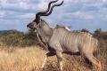 Kudu-Roydon